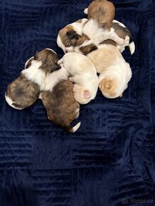 Shih tzu s PP, Shih-tzu, ši cu, si tzu - 1