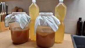 Kombucha – čajová houba – násada