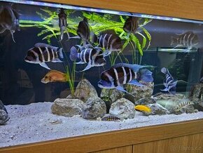 Cyphotilapia Gibberosa Blue Zaire Moba