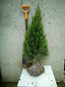 THUJA SMARAGD