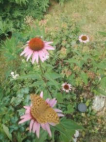 Echinacea