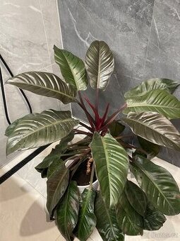 Philodendron red