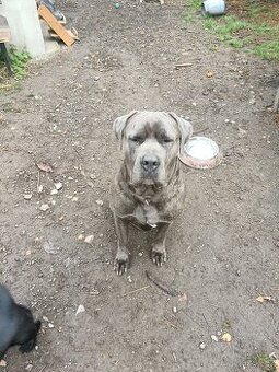 Cane Corso