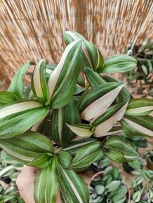 Tradescantia