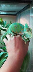 Chameleon jemenský