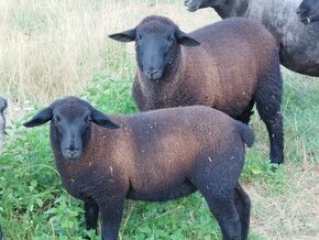 Prodám letošního beránka mastné plemeno Suffolk+Zwartbles