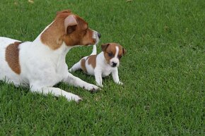 Jack Russell teriér