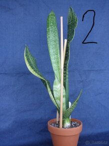 Sansevieria,Tchynin jazyk