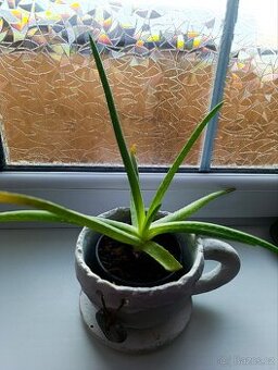 Aloe Vera pravá zdravá a silná rostlina