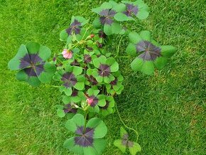 Oxalis Iron Gross - 1