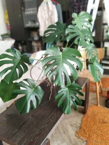 Monstera deliciosa