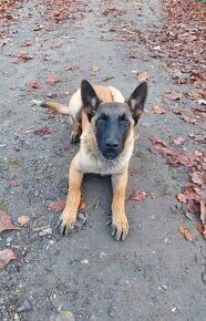 Belgický ovčák Malinois s PP, pejsek,  6 měsíců