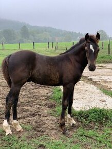 Welsh cob D