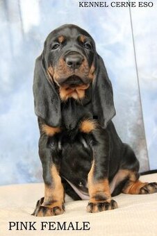 Black and Tan Coonhound s PP/ FCI