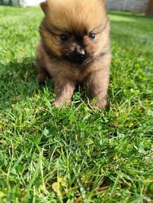 Pomeranian