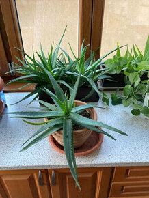 Aloe pravá - Aloe Vera dle výběru