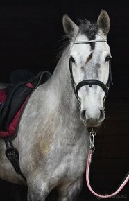 Lusitano