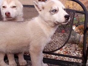 Štěňata Sibiřského Husky