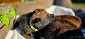 Belgický ovčák Malinois- štěňata s PP