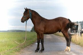 Welsh cob - 1