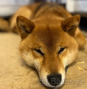 Shiba Inu adopce