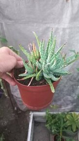 Okrasné aloe - 1