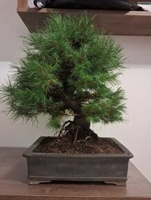 Bonsai Borovice - 1