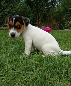 Jack Russell teriér bez PP