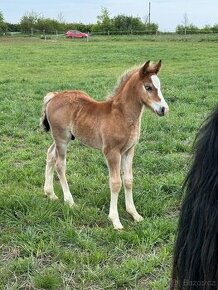 Hříbě Welsh cob na prodej