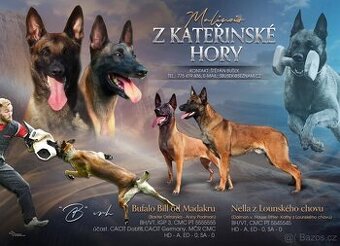 Belgický ovčák malinois