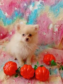 Krásný Maličký Pejsek NŠ / Pomeranian - Cream