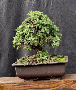 Bonsai, Bonsaj - Mochna 19