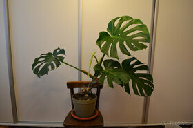 Monstera