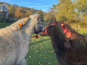 Minihorse valášci