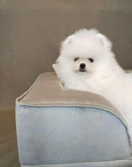 Pomeranian