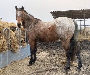 Appaloosa valach