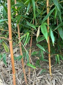 Bambus - Phyllostachys aureosulcata Aureocaulis - 1