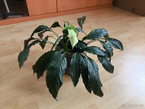 Spatyfilum (Spathiphyllum) - 1