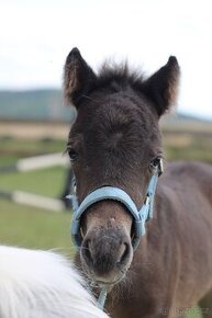 Sladký minihorse hřebeček