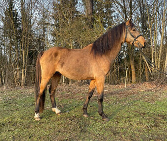 Připouštění hřebecem ČSP Český sportovní pony 141cm - 1