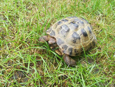 Želva stepní - čtyřprstá - Testudo horsfieldii