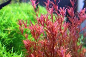 Rotala "Vietnam H'ra"

(Akvarijni rostlinka)