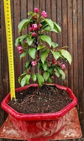 Bonsai, Bonsaj, yamadori - Okrasna kvetouci jablon 1