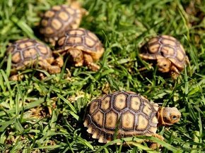 geochelone sulcata želva ostruhatá - 1