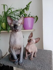 Kanadský sphynx