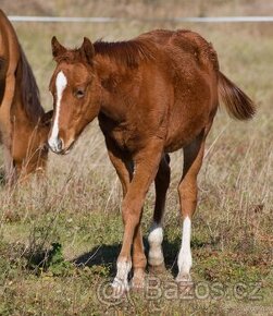 Paint horse