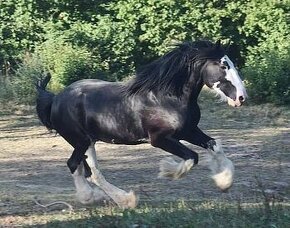 SHIRE HORSE hřebec (SHS)