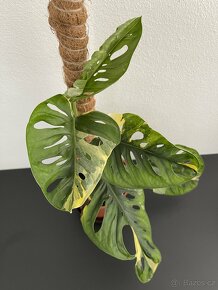 Monstera adansonii variegata "Monkey Mask" pokojovka raritka