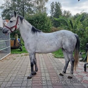 Pony klisna 130kvh