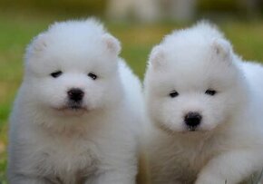 Samojed s PP LA TORRE ROJA - KAMIKAZE